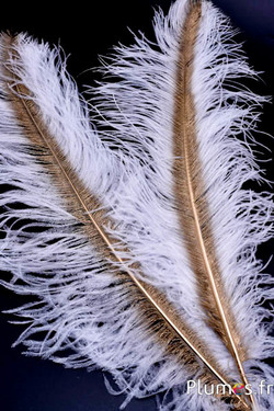 Strauß mit goldenem Federkiel – 50-60 cm – weiss